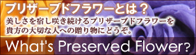 AUBE�̃v���U�[�u�h�t�����[�Ƃ́H