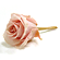 �v���U�[�u�h�t�����[�E���b�T�G�N�A�g���A�[�i