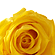 �v���U�[�u�h�t�����[�E���b�T�G�N�A�g���A�[�i