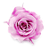 �v���U�[�u�h�t�����[�E���b�T�l��