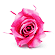 �v���U�[�u�h�t�����[�E���b�T�l��
