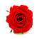 �v���U�[�u�h�t�����[�E���b�T�G�N�A�g���A�[�i