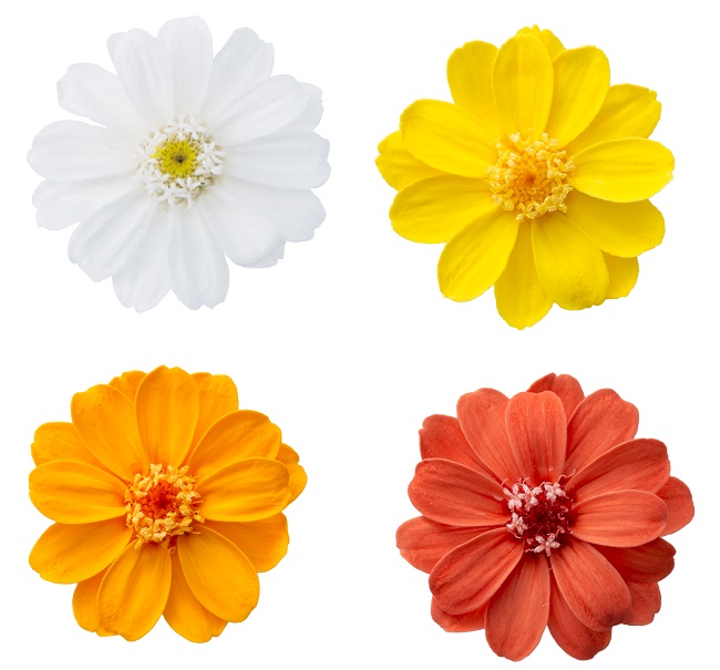 奥村 安国 | 軒下ガーデン レッドキャプテン特集 赤薔薇って撮影