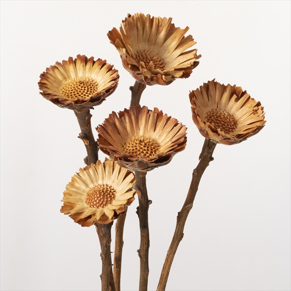 商品詳細 商品詳細